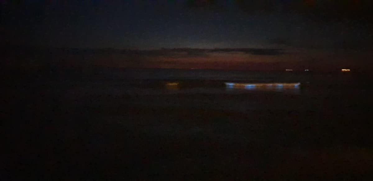 Zeevonk in Oostende, een beetje het noorderlicht van de Belgische kust. 